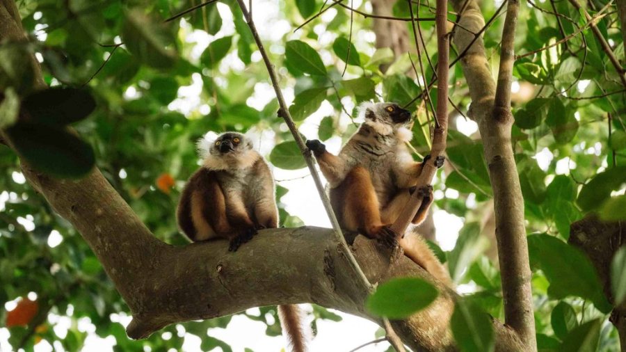 Madagascar