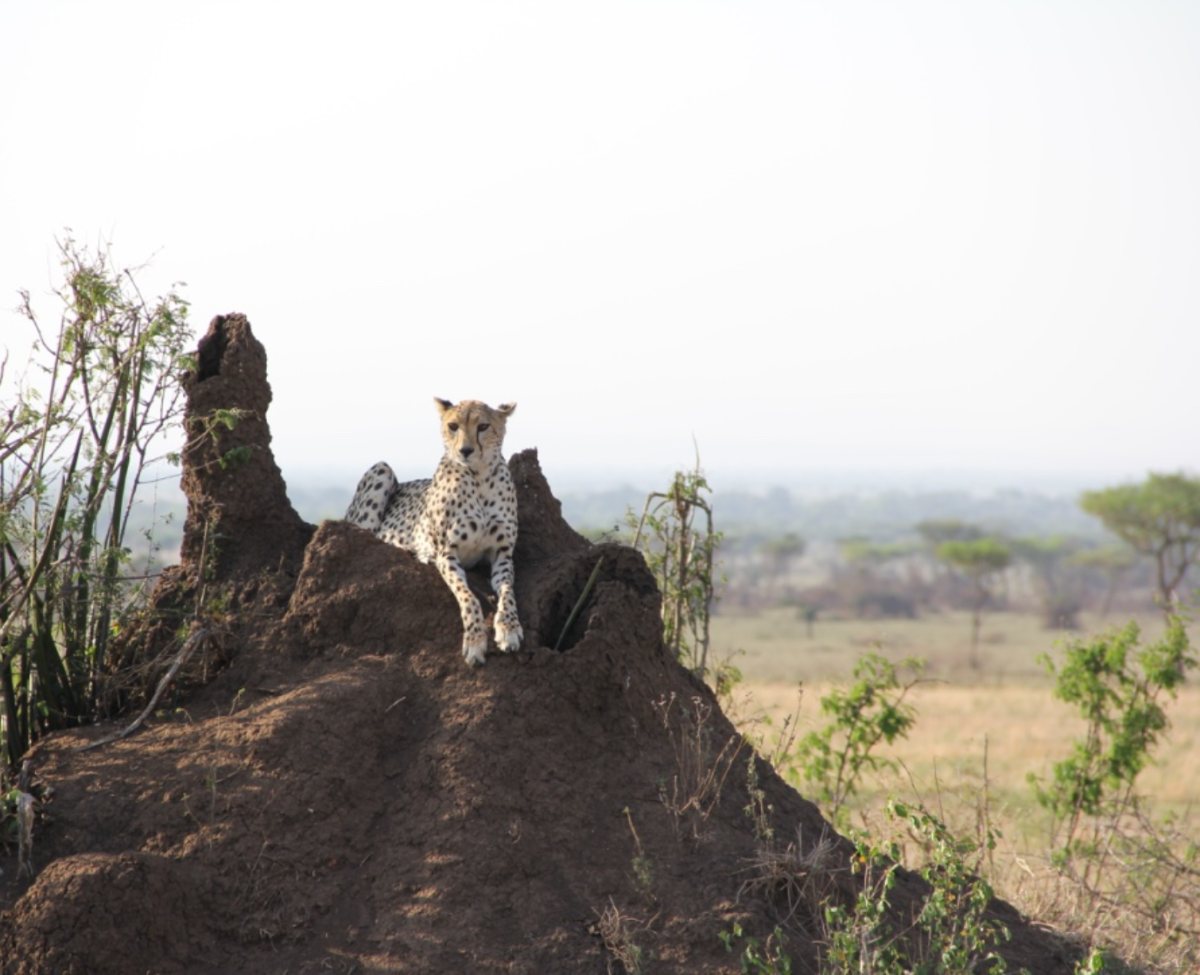Tanzania