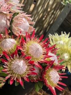 Proteas in bloom