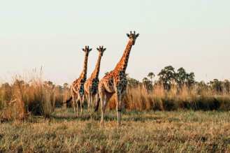 Giraffes on the plains