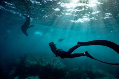 Freediving a kelp forest