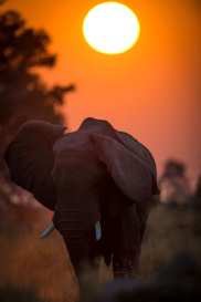 An elephant at sunset