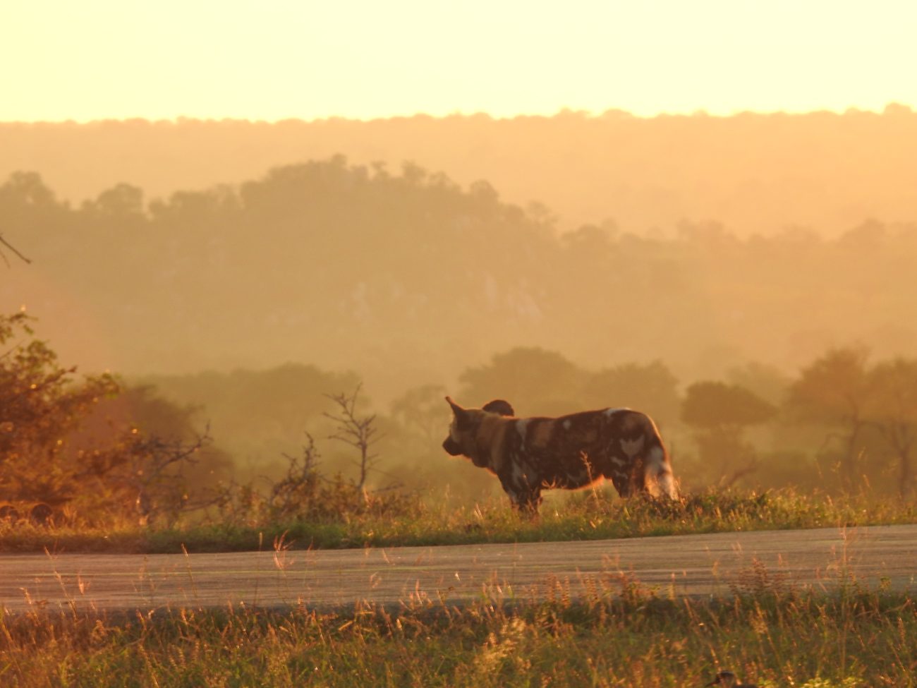 A wild dog at golden hour, Sabi Sand
