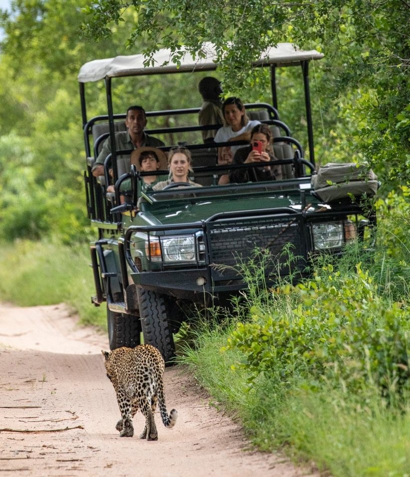 A leopard walking past a safari vehicle of guests on a game drive