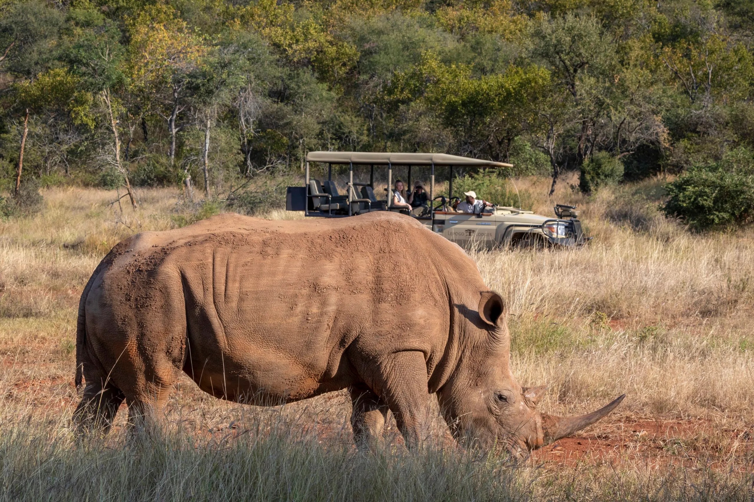 A white rhino grazing as a safari vehicle watches from a distance
