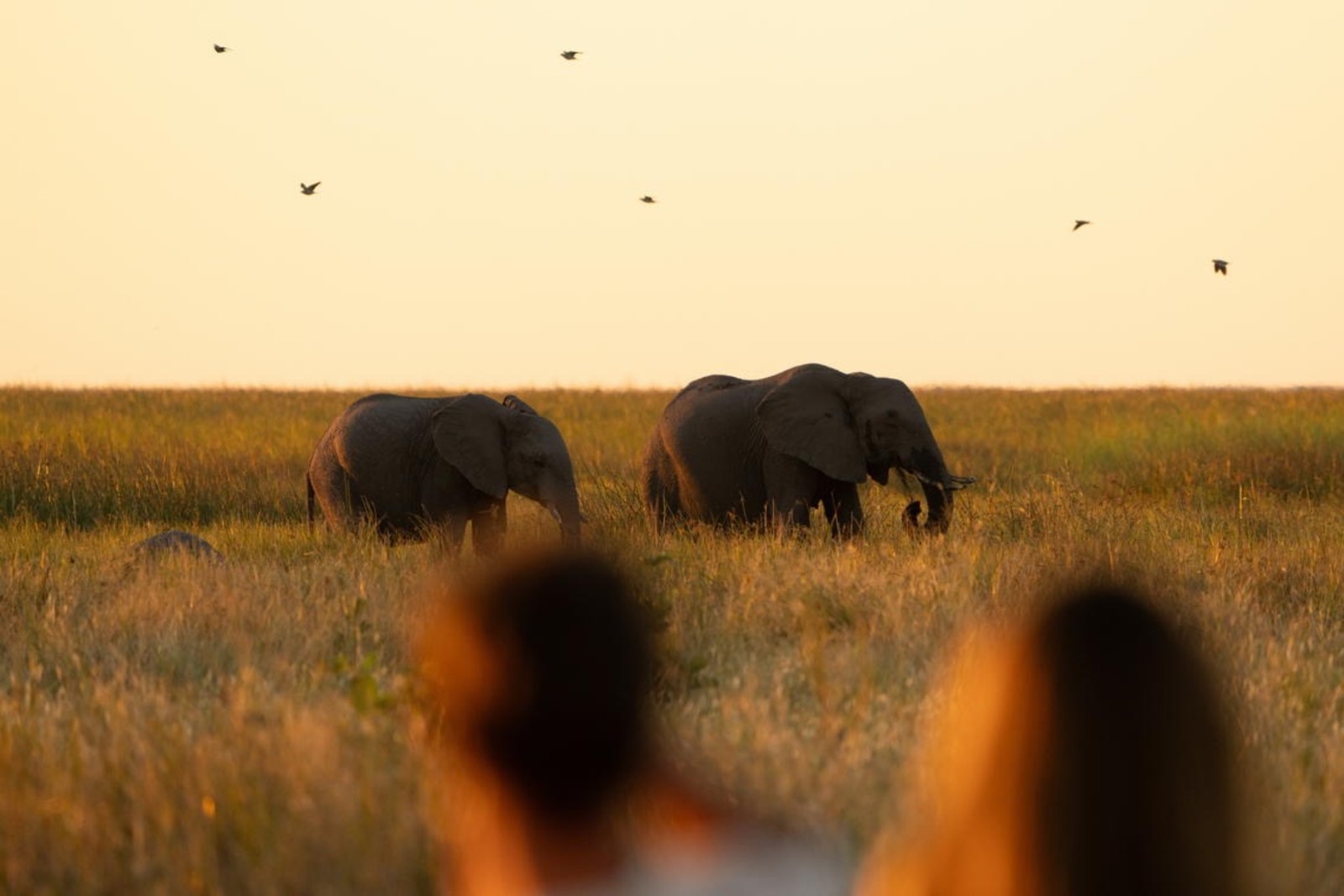 Travelers watching elephants at golden hour