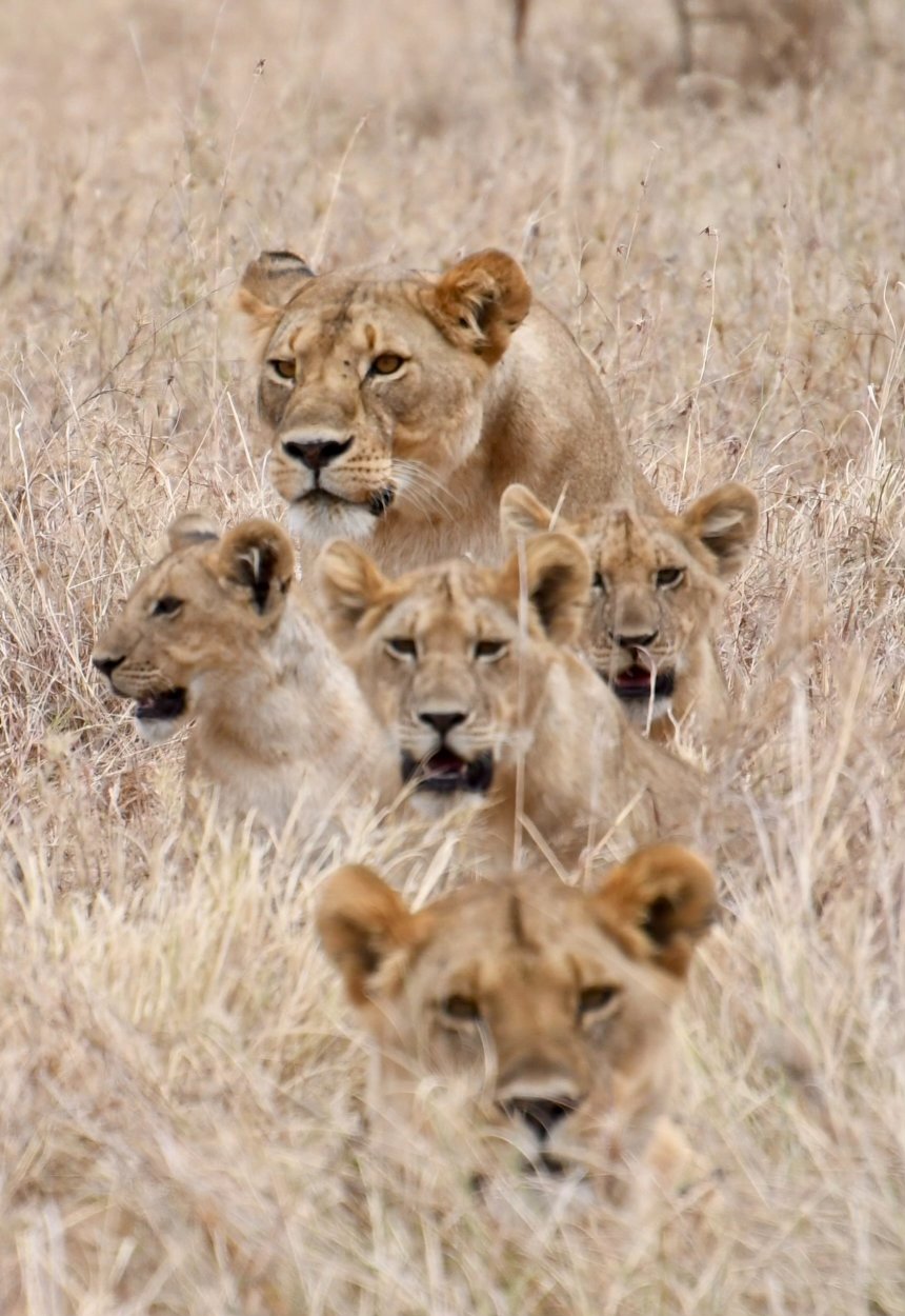 A lioness with her cubs in long grass
