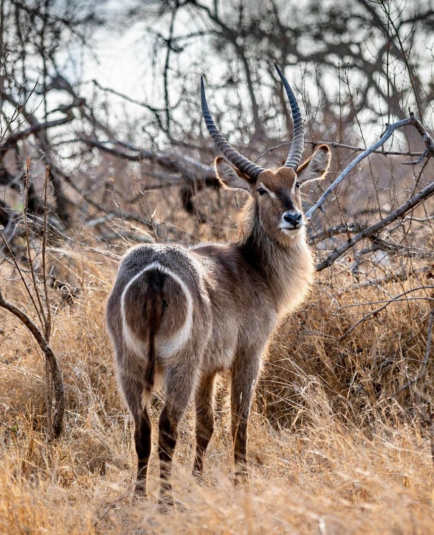 A waterbuck standing in winter grass
