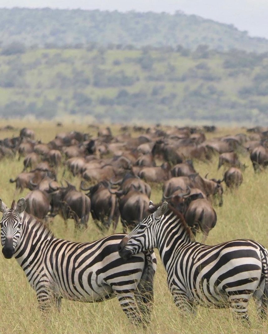 Zebra and wildebeest on the migration plains
