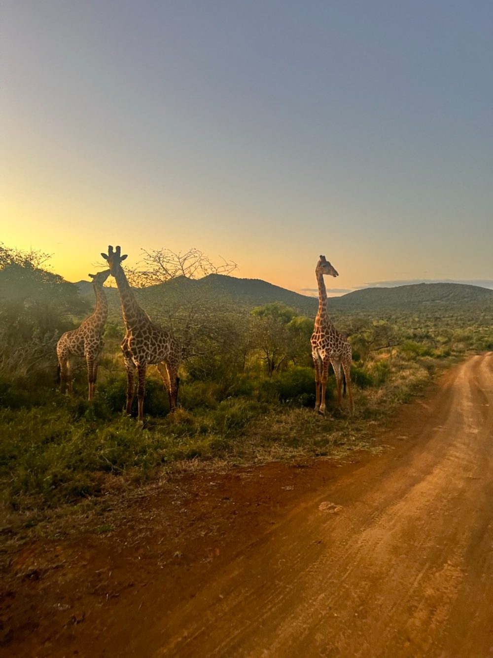 Giraffes at sunset beside a safari track