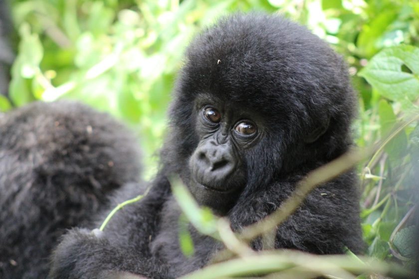 A baby mountain gorilla in the Rwandan forest