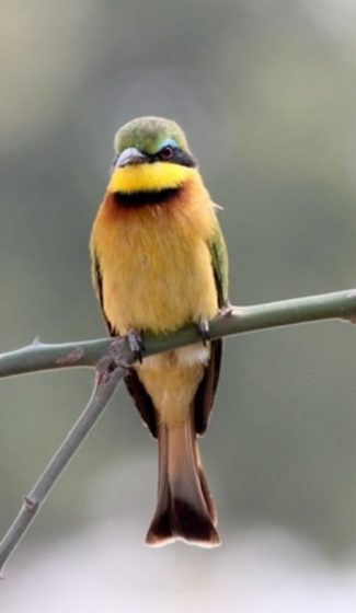 A little bee-eater on a branch