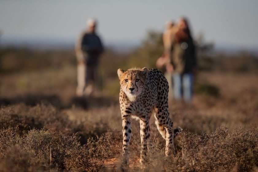 A cheetah walking toward guests on a game drive