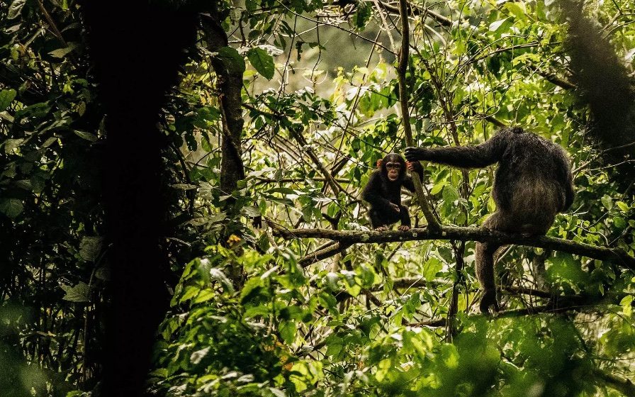 A mother and baby chimpanzee in the forest canopy
