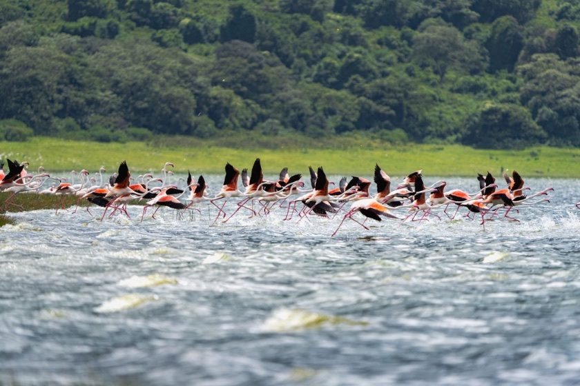A flight of flamingos taking off across a Rift Valley lake