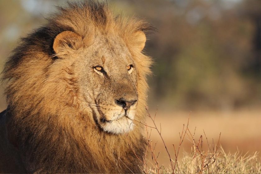 A lion in the golden light