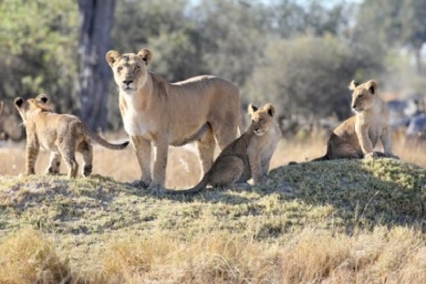 A lioness and her cubs in the Okavango