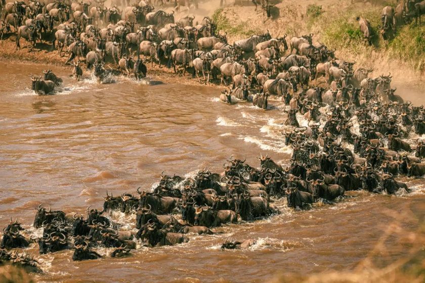 A Great Migration river crossing