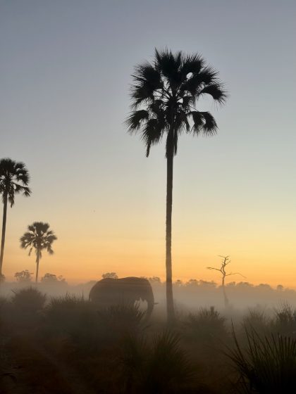 An elephant in the mist beneath palms at dawn