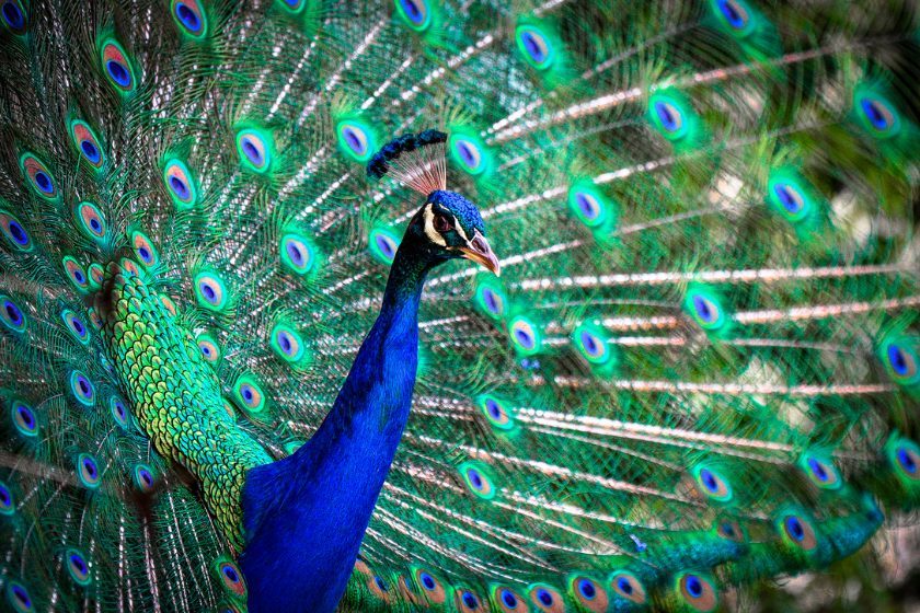 A peacock in full display