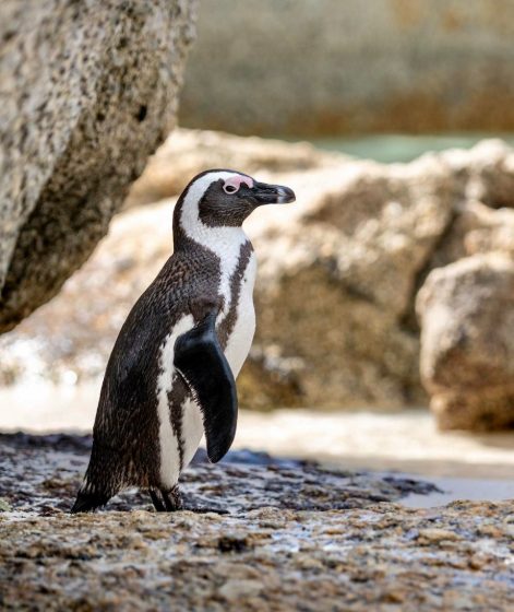 An African penguin at Boulders Beach