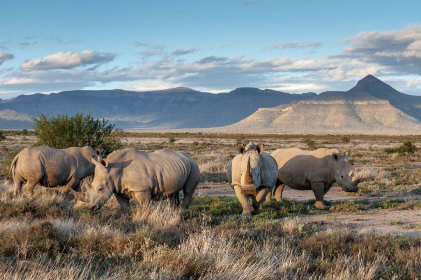 A crash of white rhino grazing below the mountains