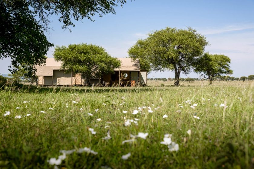 A tented suite in a Serengeti wildflower meadow, Singita Sabora